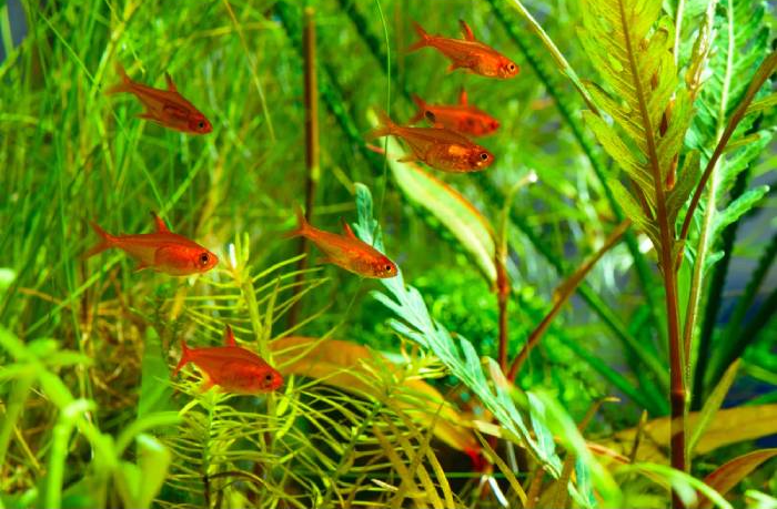Ember tetra