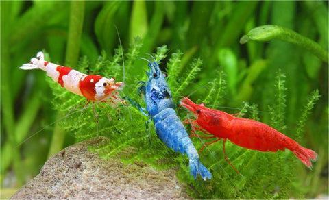 Freshwater Shrimp