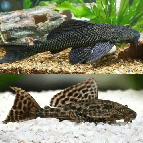 Affordable fish tanks at Aquarium Haven