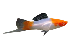 livebearers