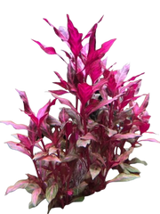 plants