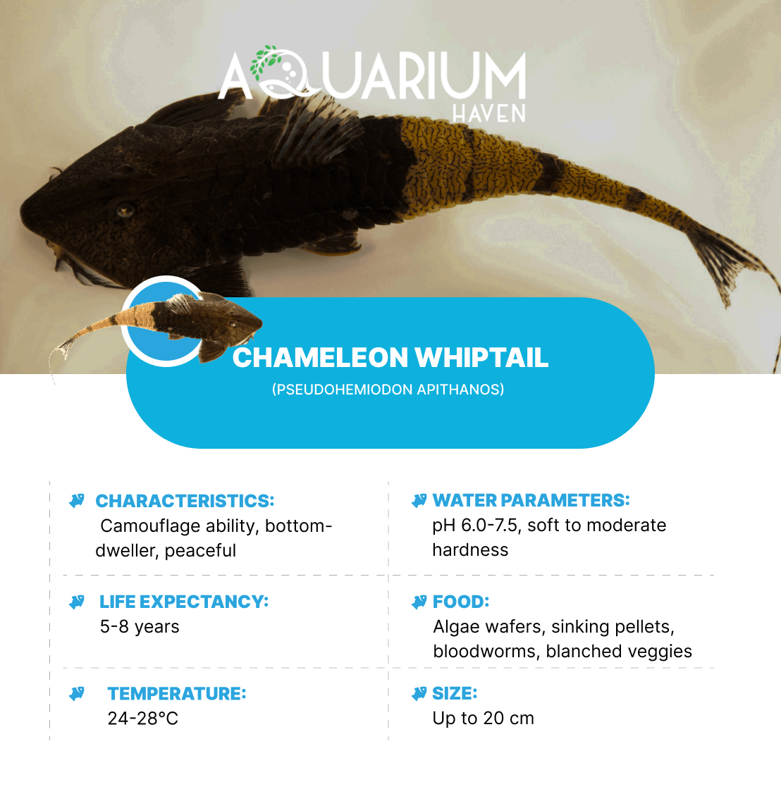 Chameleon Whiptail 4-6cm