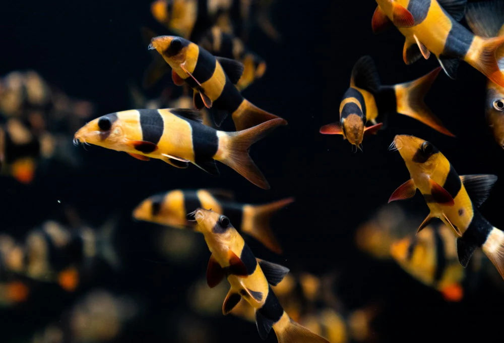 Clown Loach 7/8cm
