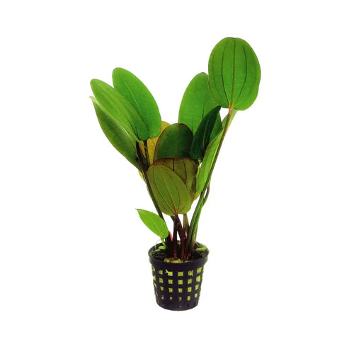 Echinodorus 'Big Bear' Sword - Potted