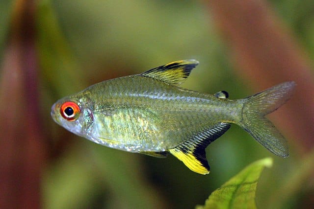 Hyphessobrycon_pulchripinnis
