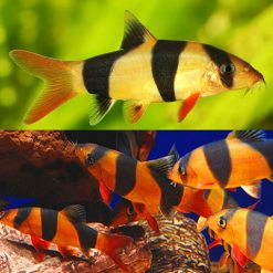 Clown Loach 7/8cm