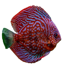 discus