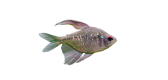 tetras