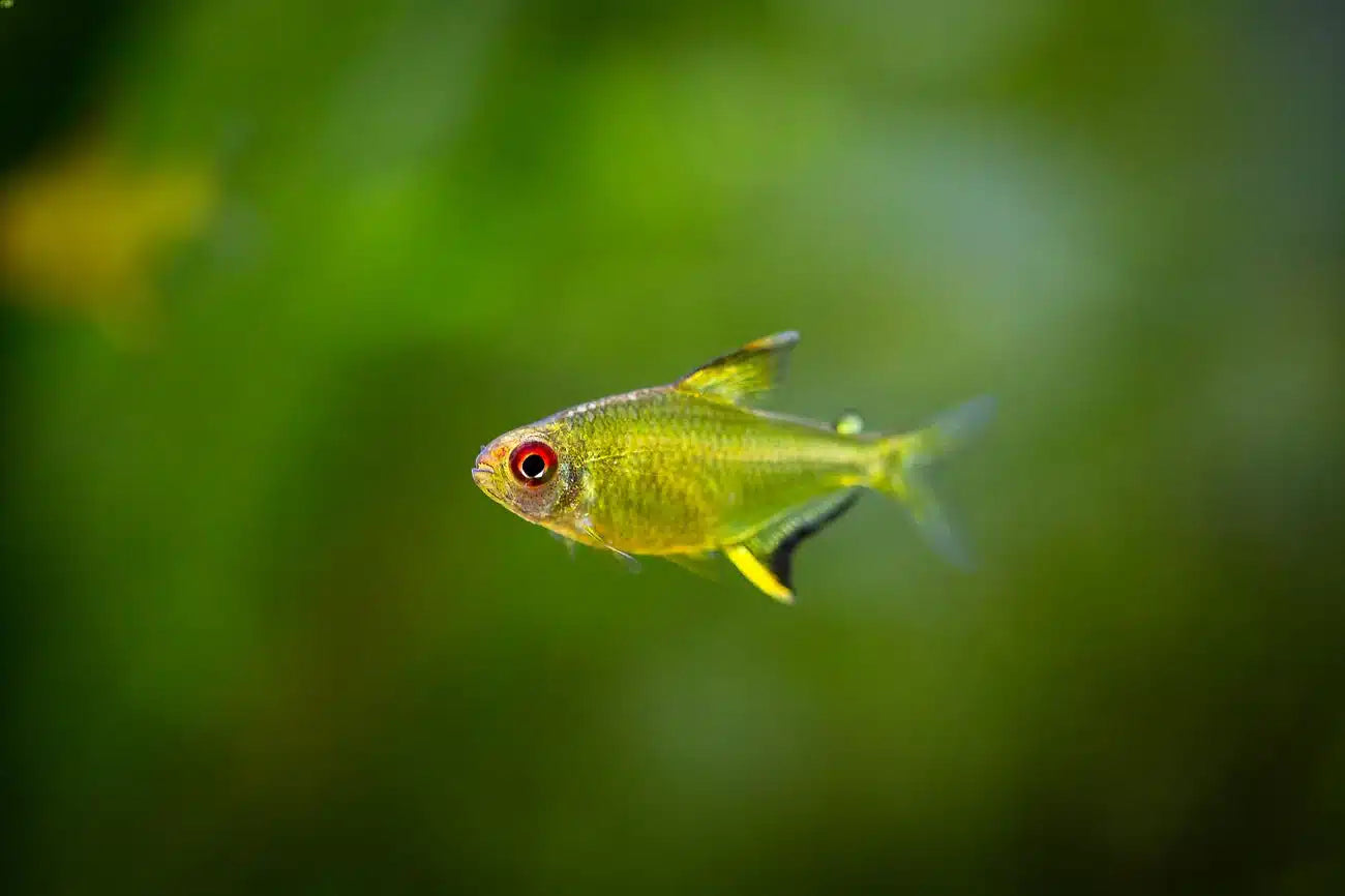 lemon-tetra