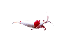 shrimp