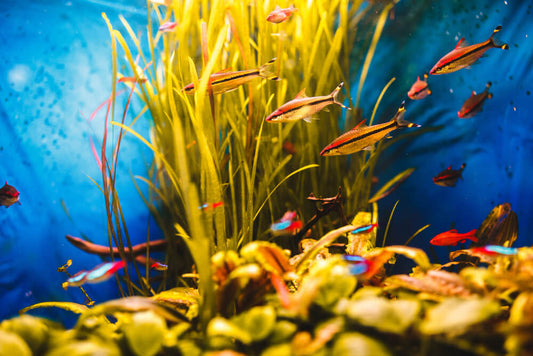 Aqua Scaping Hacks | Aquarium Haven 