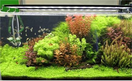 Essential Aquarium Plants