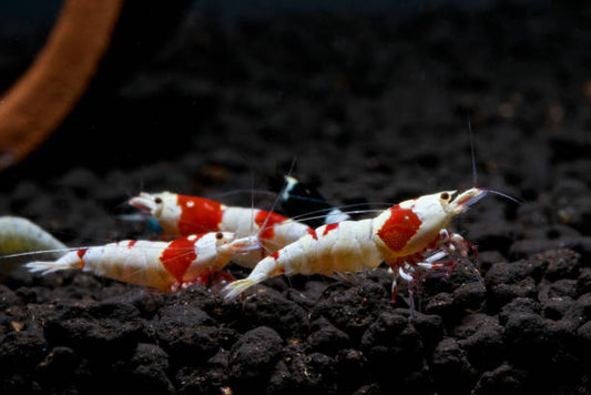 Crystal Red Shrimp 