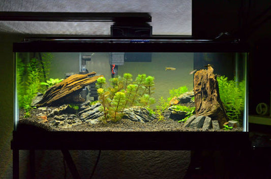 Driftwood aquarium