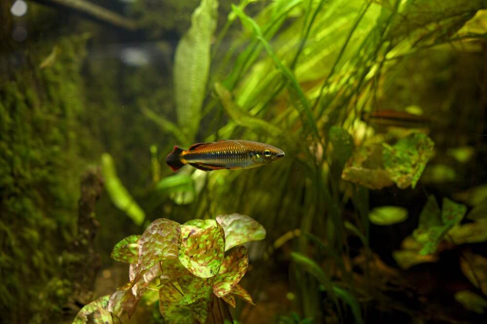 Aquarium Moss