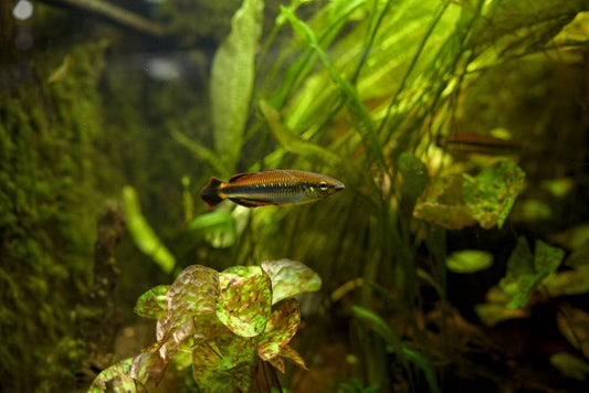 Aquarium Moss
