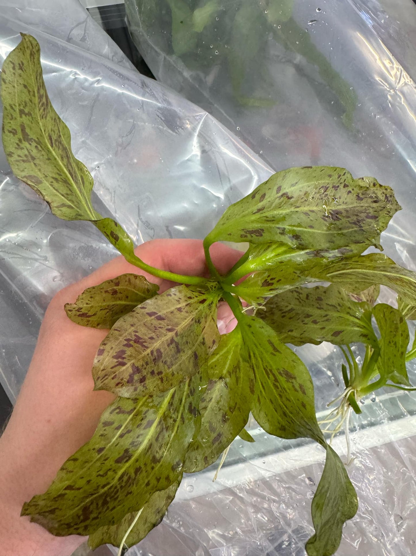 Sword Plant – Ozelot Bare root