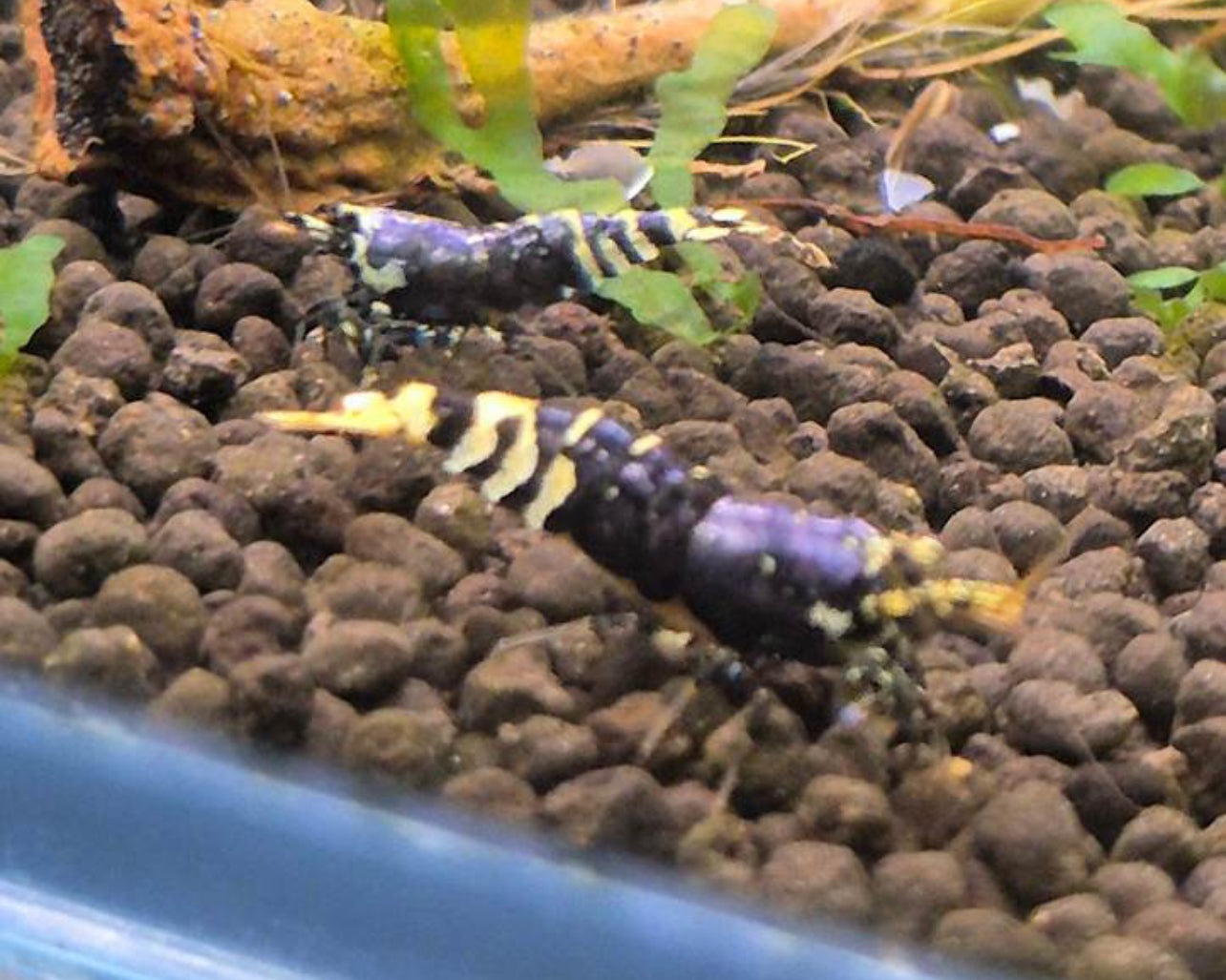 Purple Galaxy Shrimp
