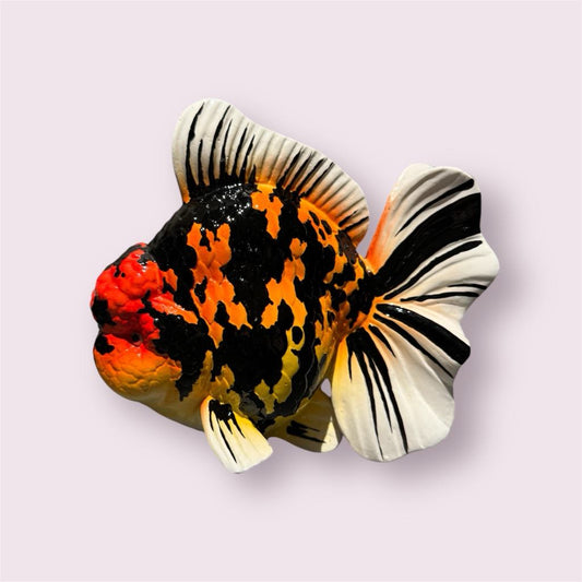 Beautiful goldfish for sale at Aquarium Haven