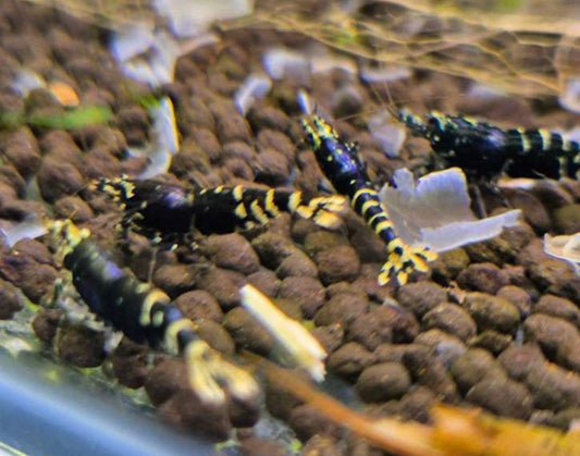Purple Galaxy Shrimp