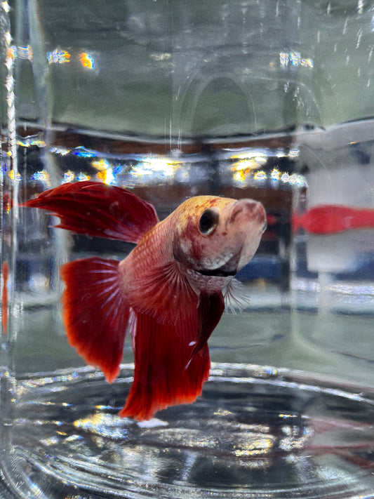 Betta - Assorted Half Moon Male 6cm (Tank - AC4)