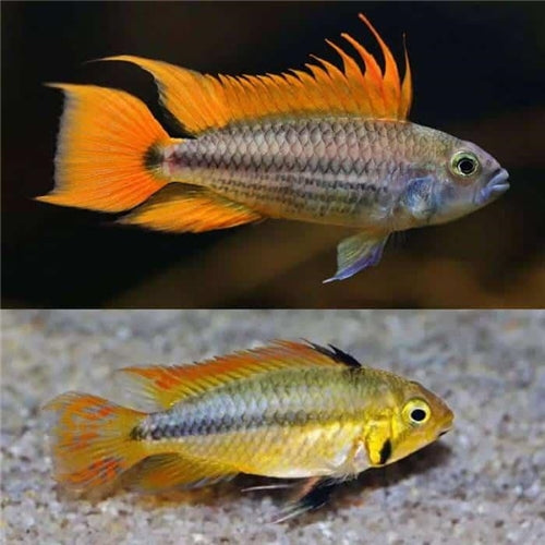 Orange Flash Apistogramma Locally Bred 3-4cm