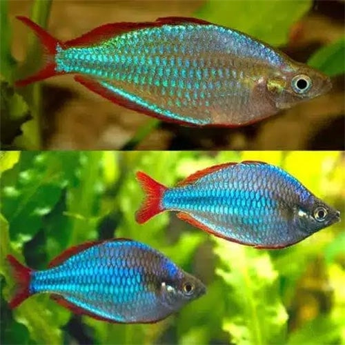 Colourful aquarium fish available at Aquarium Haven