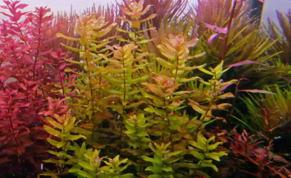 Lush green aquatic plants for aquariums