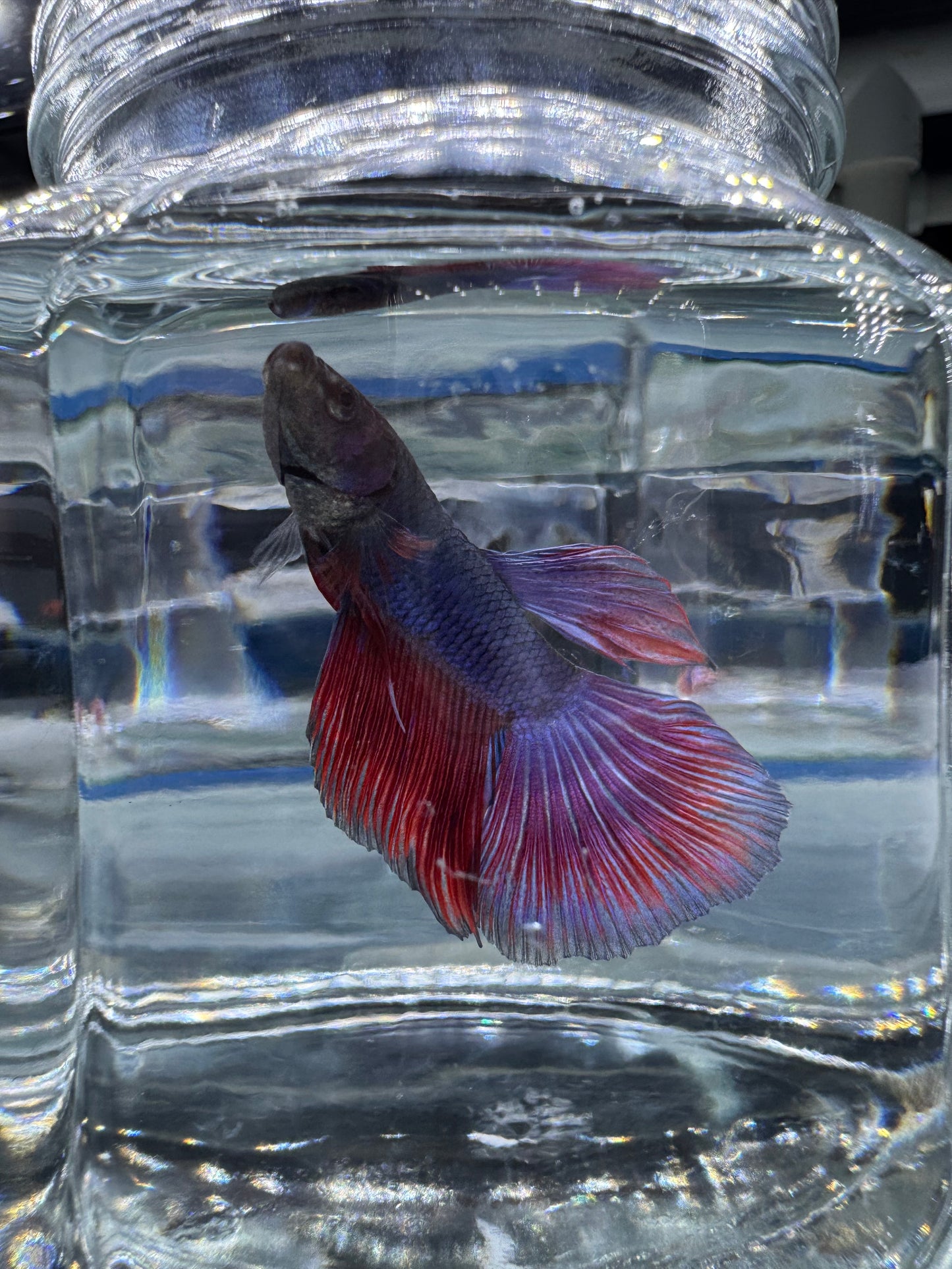 Betta - Assorted Half Moon Male 6cm (Tank - AC6)