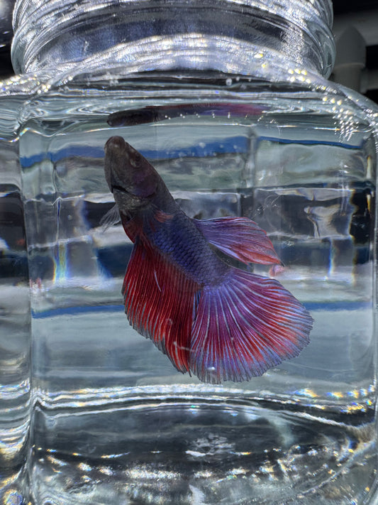 Betta - Assorted Half Moon Male 6cm (Tank - AC6)