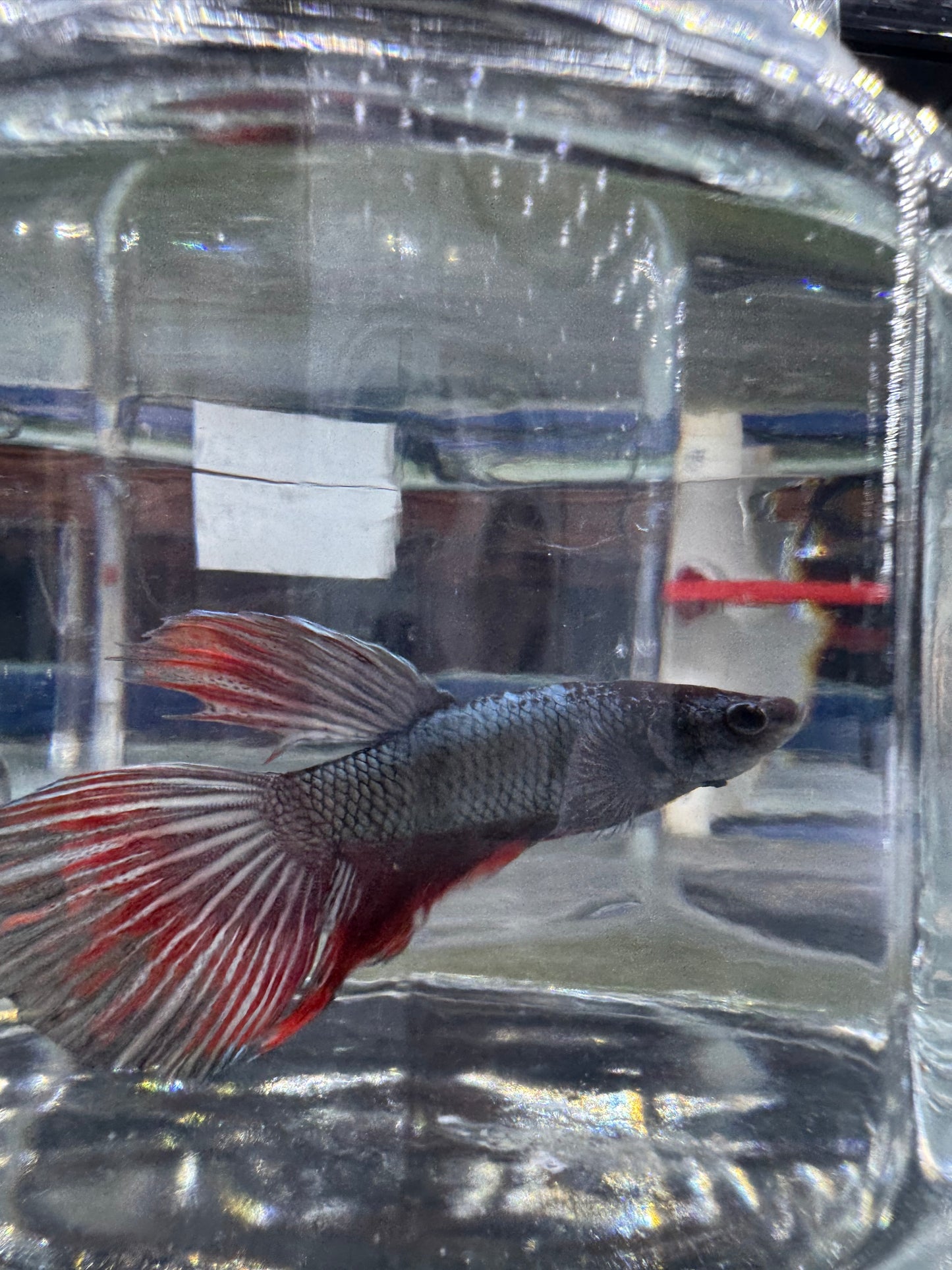 Betta - Assorted Half Moon Male 6cm (Tank - AC5)