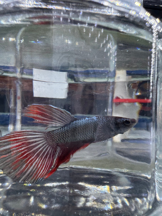 Betta - Assorted Half Moon Male 6cm (Tank - AC5)
