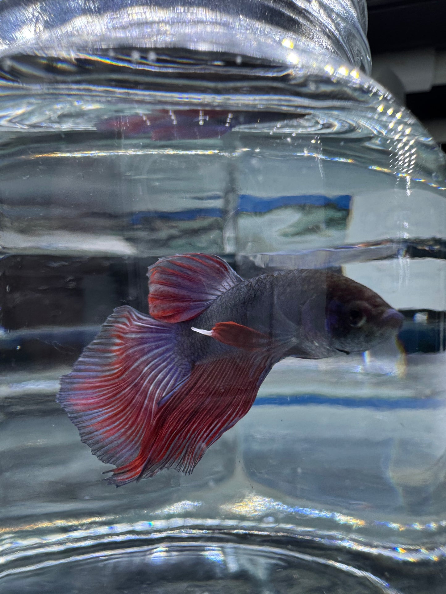 Betta - Assorted Half Moon Male 6cm (Tank - AC6)