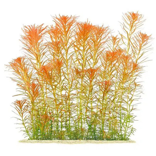 Diverse aquatic plant species for aquascaping