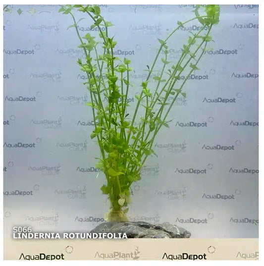 Aquarium Haven’s best selection of aquarium backgrounds