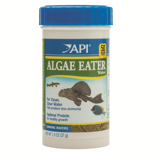 Quality betta fish care at Aquarium Haven