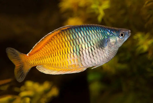 Aquarium Haven premium freshwater fish collection