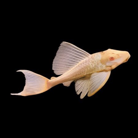 Albino Common Pleco