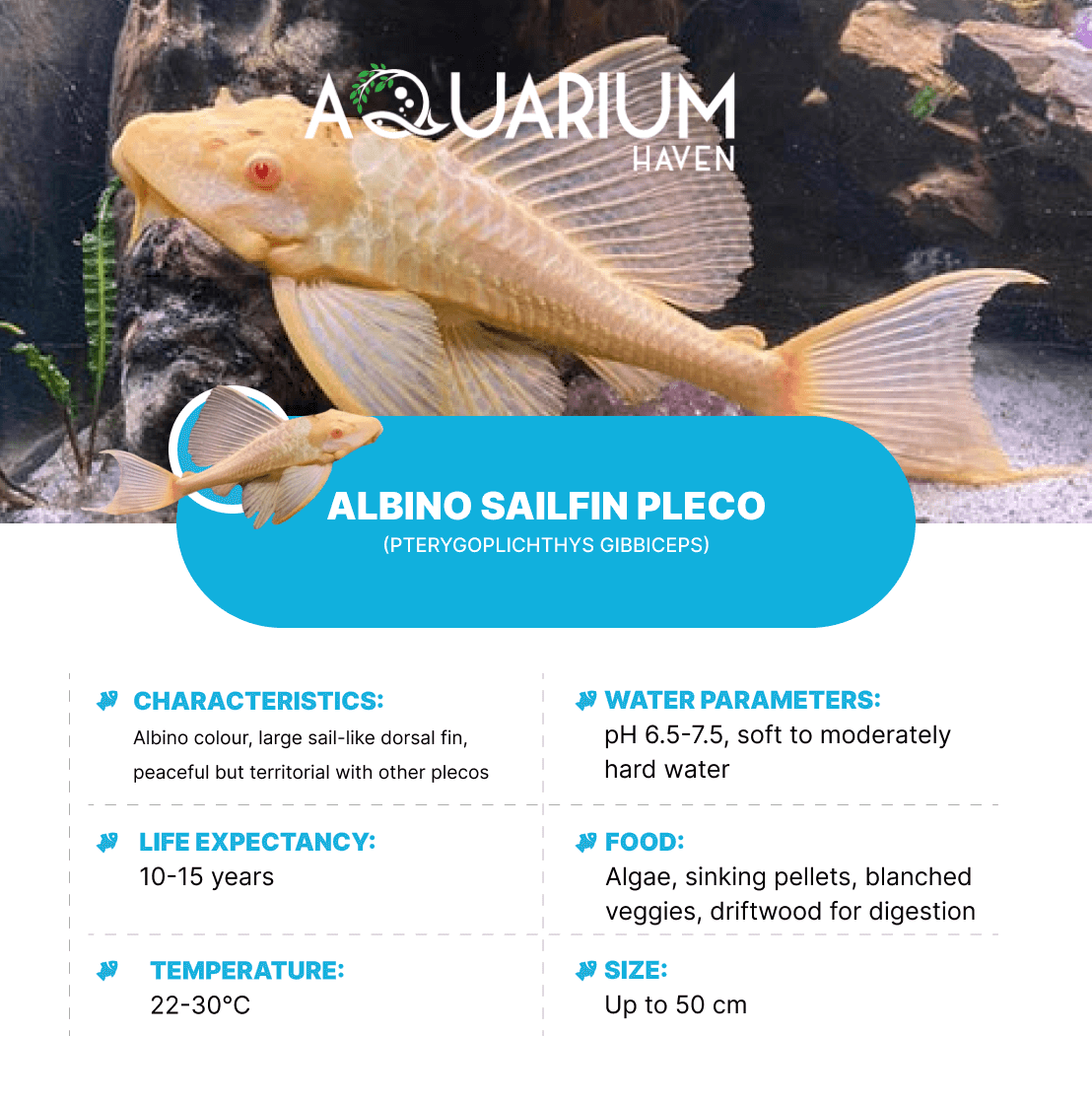 Albino Sailfin Pleco 5-6cm