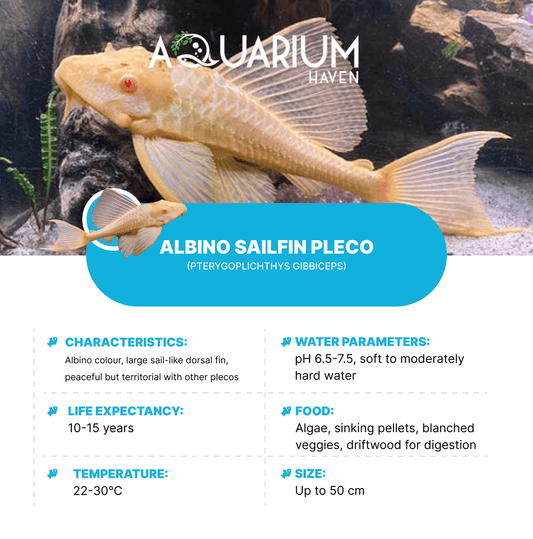 Albino Sailfin Pleco 5-6cm