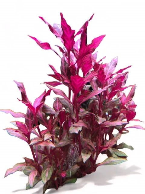 Aquarium Haven’s stylish fish tank decorations