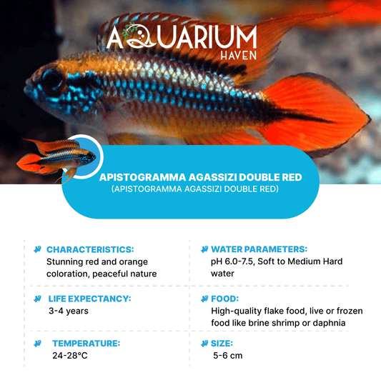 Apistogramma Agassizi Double Red 3-3.5cm
