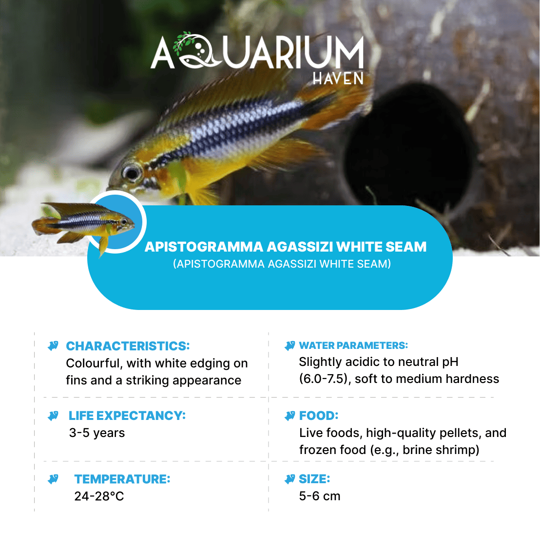 Apistogramma Agassizi White Seam 3/4cm