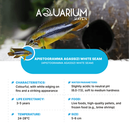 Apistogramma Agassizi White Seam 3/4cm