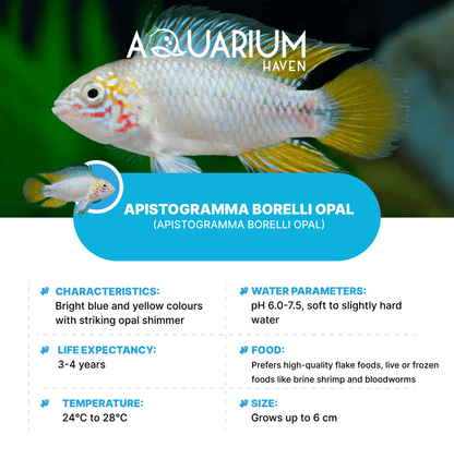 Apistogramma Borelli Opal 3-3.5cm
