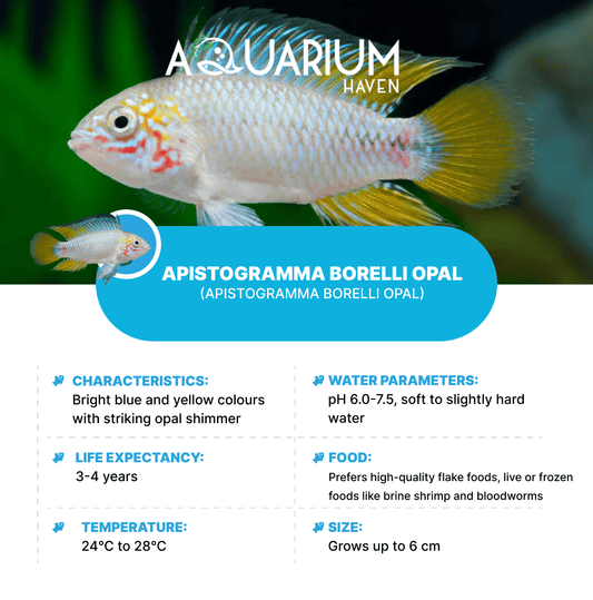 Apistogramma Borelli Opal 3-3.5cm