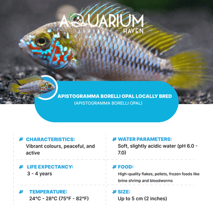 Apistogramma Borelli Opal Locally Bred 3-4cm