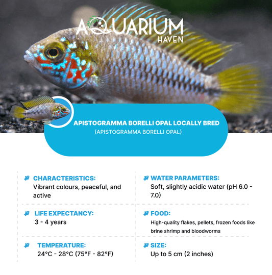 Apistogramma Borelli Opal Locally Bred 3-4cm
