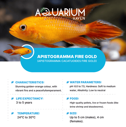 Apistogramma Fire Gold