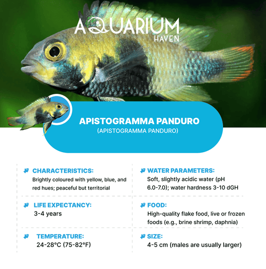 Apistogramma Panduro 3-3.5cm